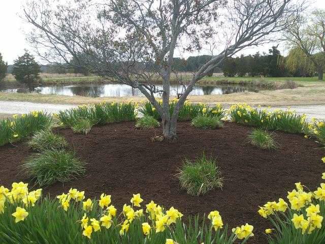 Pond with mowed banks behind a mulched bed of daffodils
