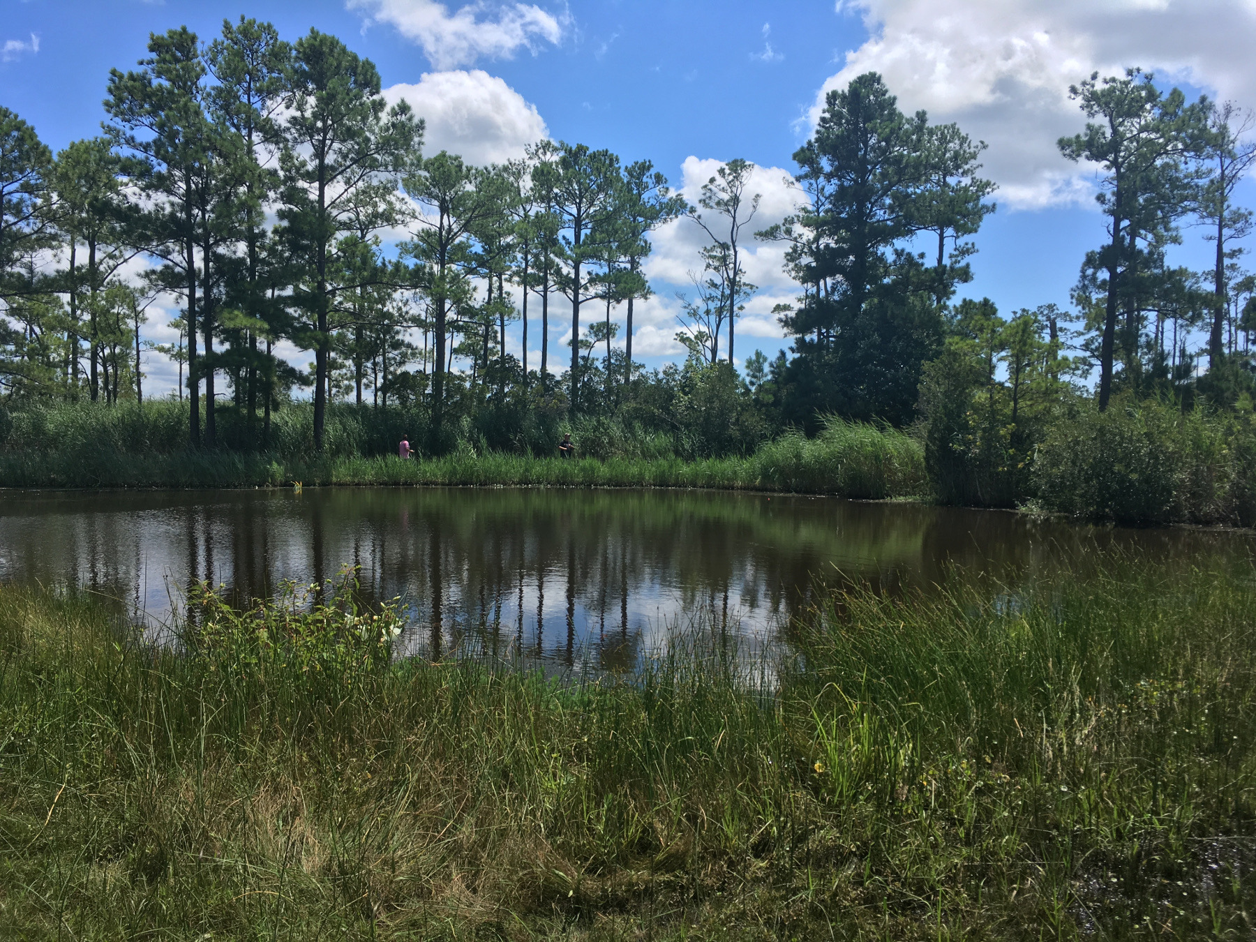 Pond edge with pine trees grown to the water line on the Eastern Shore