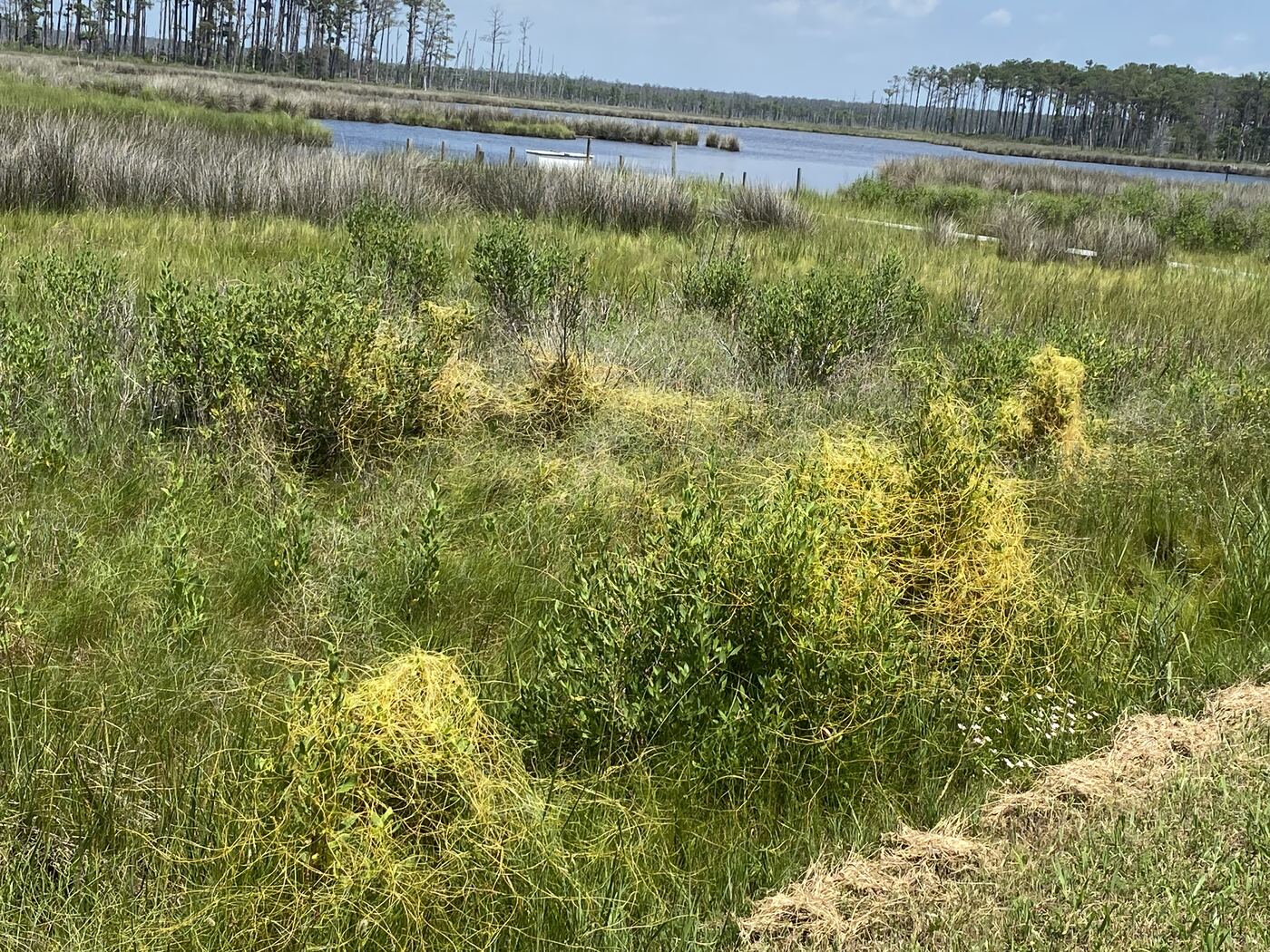 Orange dodder mats covering marsh shrubs along a tidal pond on the Eastern Shore of Maryland