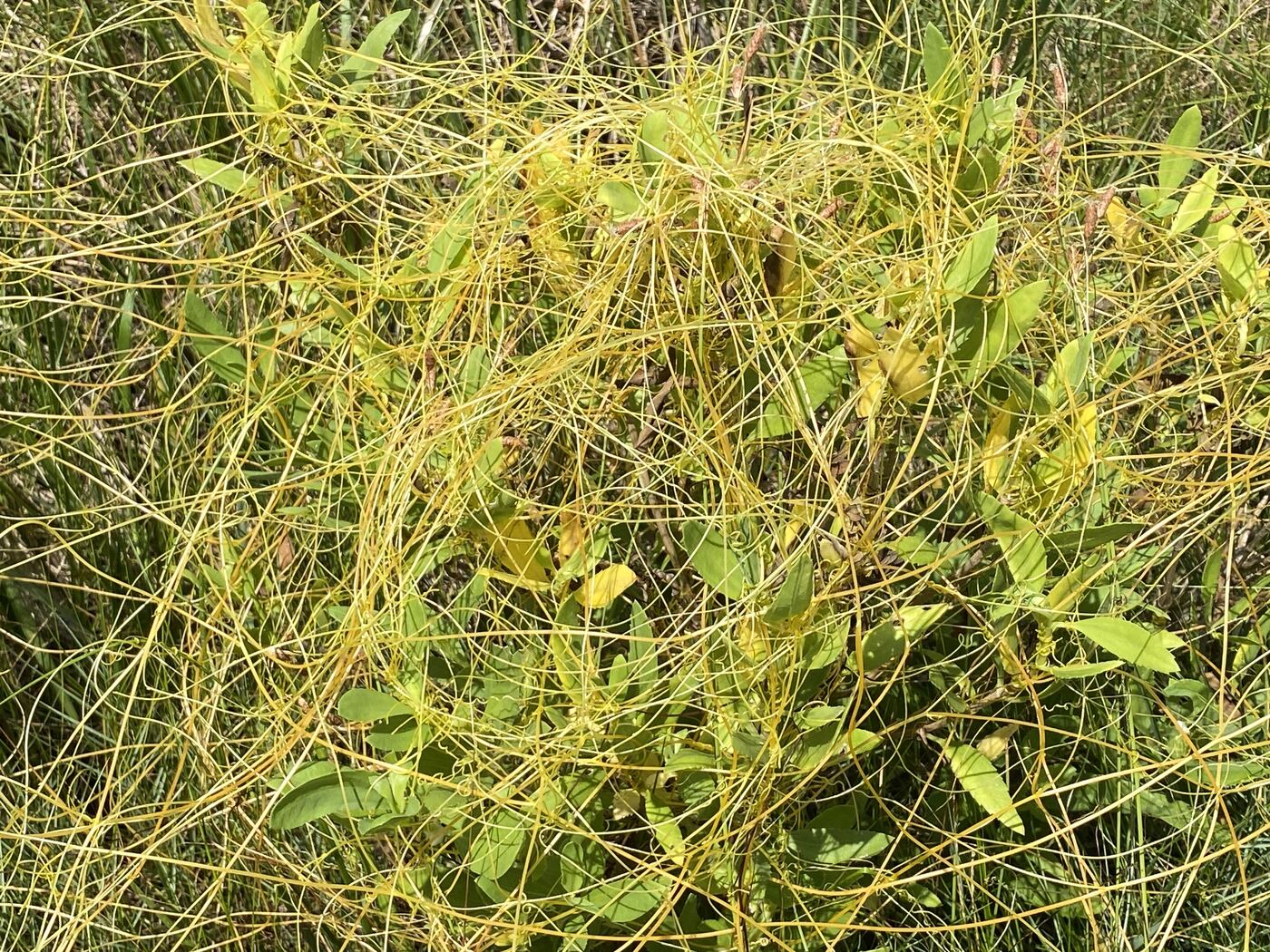 Close view of orange dodder strands wound through the foliage of a host plant