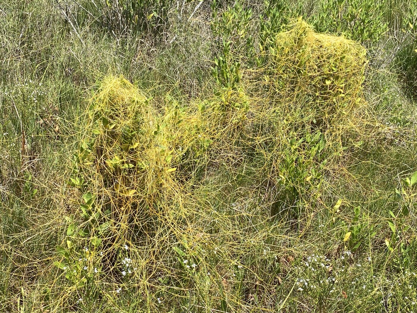 Two marsh shrubs completely covered by orange dodder on the Eastern Shore of Maryland