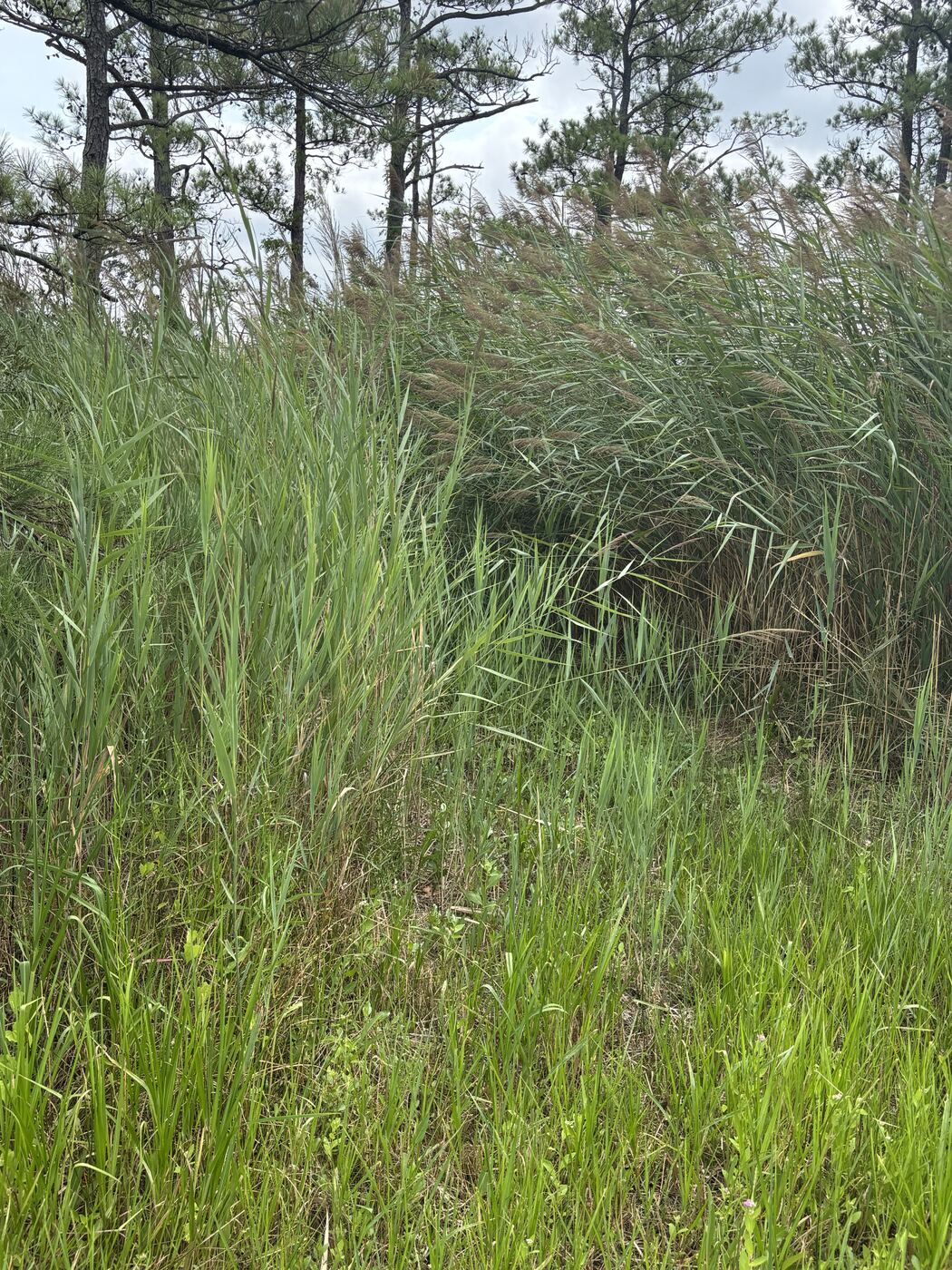 Green phragmites growth in front of taller mature canes at a marsh edge on the Eastern Shore