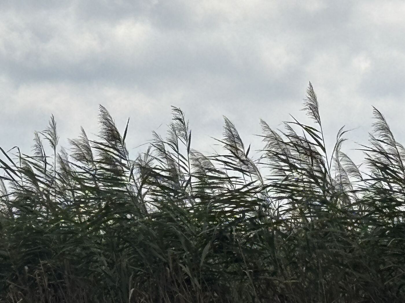 Phragmites seed heads against an overcast fall sky on the Eastern Shore of Maryland