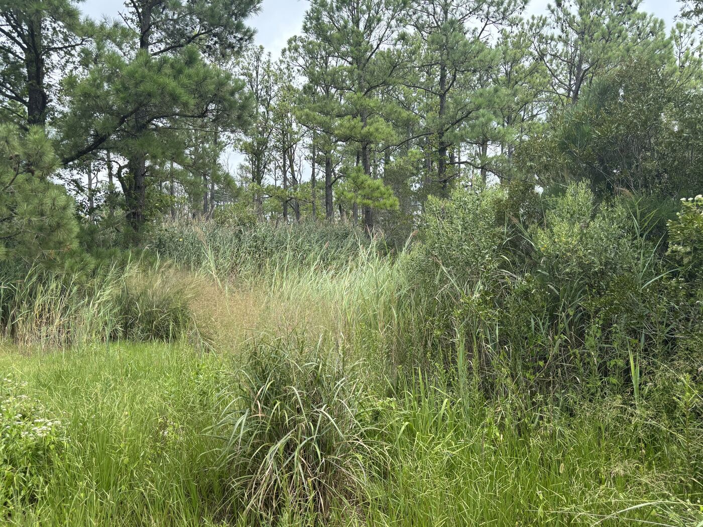 Phragmites advancing off a wood line into a mowed field edge on the Eastern Shore of Maryland