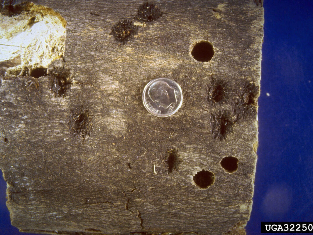 Round exit holes roughly the diameter of a pencil in a cut log section, shown next to a dime for scale