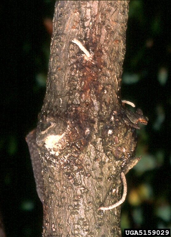 Thin strands of compressed sawdust protruding like toothpicks from the trunk of a young tree attacked by ambrosia beetles