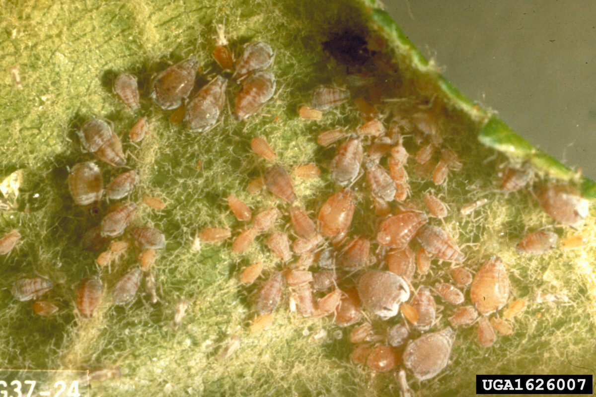 A dense colony of pale aphids packed along a leaf surface
