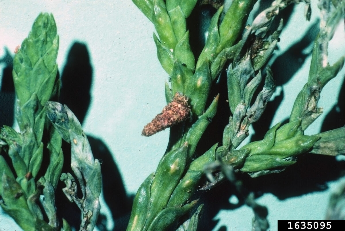 A small early-season bagworm bag on arborvitae foliage, about the size of a grain of rice