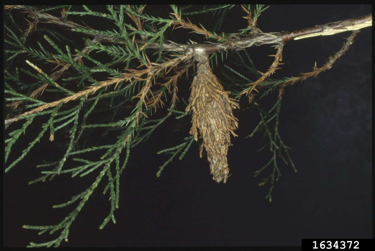 A mature bagworm bag built from juniper foliage hanging from a juniper branch, looking like a small brown cone