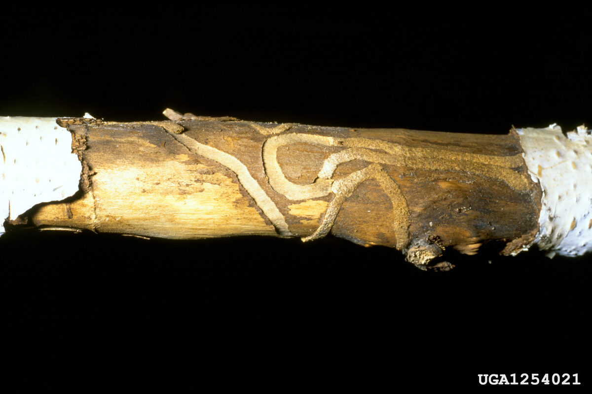 Bark peeled from a white birch stem showing frass-packed bronze birch borer galleries winding around the wood