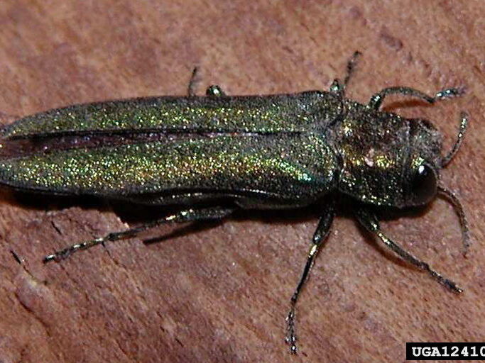 An adult emerald ash borer, a narrow metallic green beetle, resting on ash bark