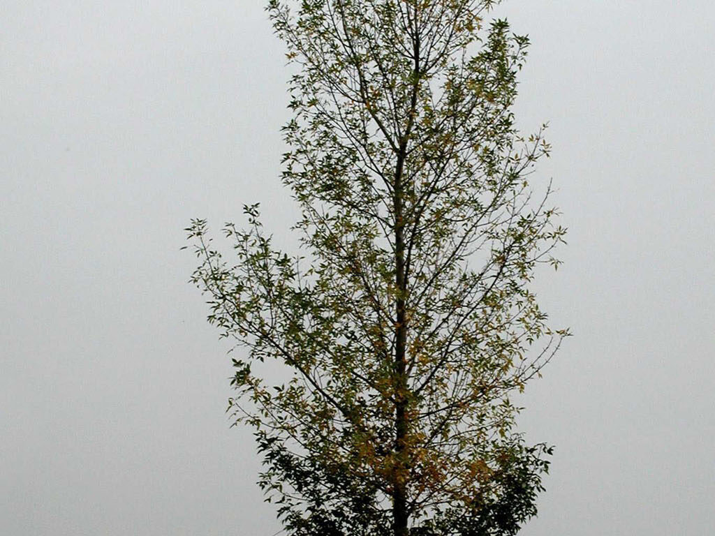 An ash tree in a lawn with a thin, sparse upper canopy from emerald ash borer damage