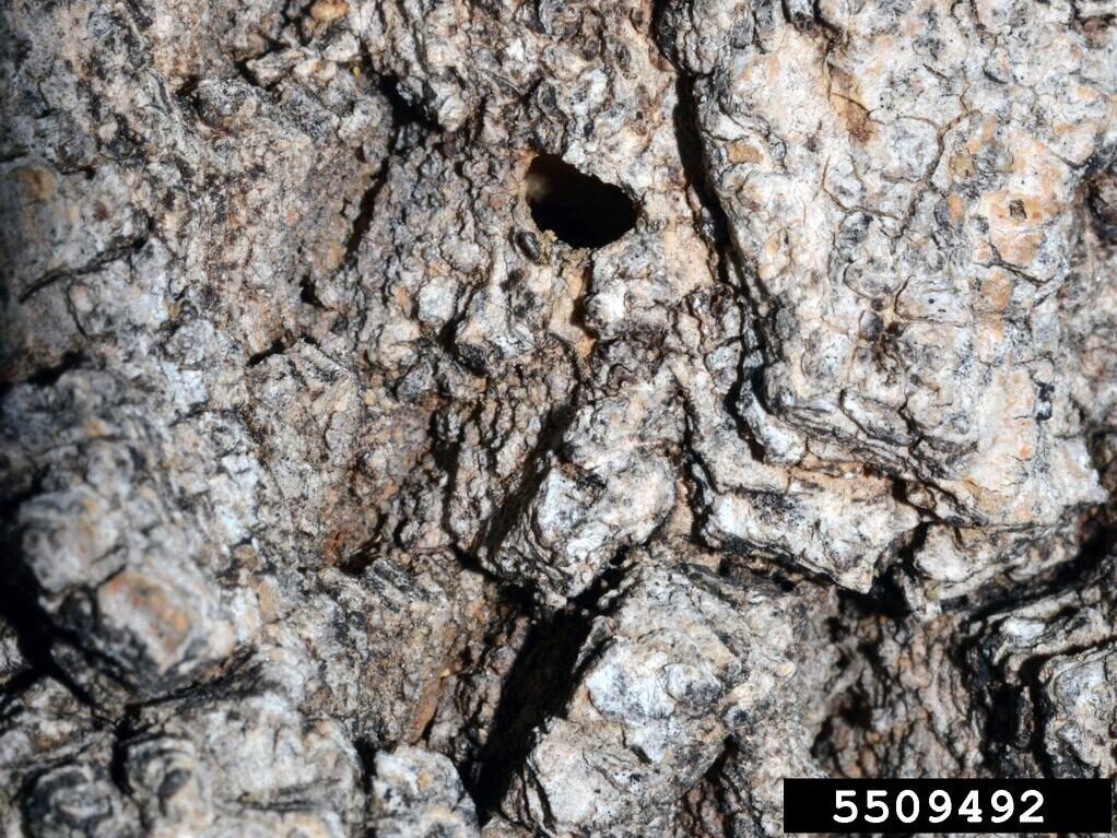 A D-shaped emerald ash borer exit hole about an eighth of an inch across in the bark of an ash tree