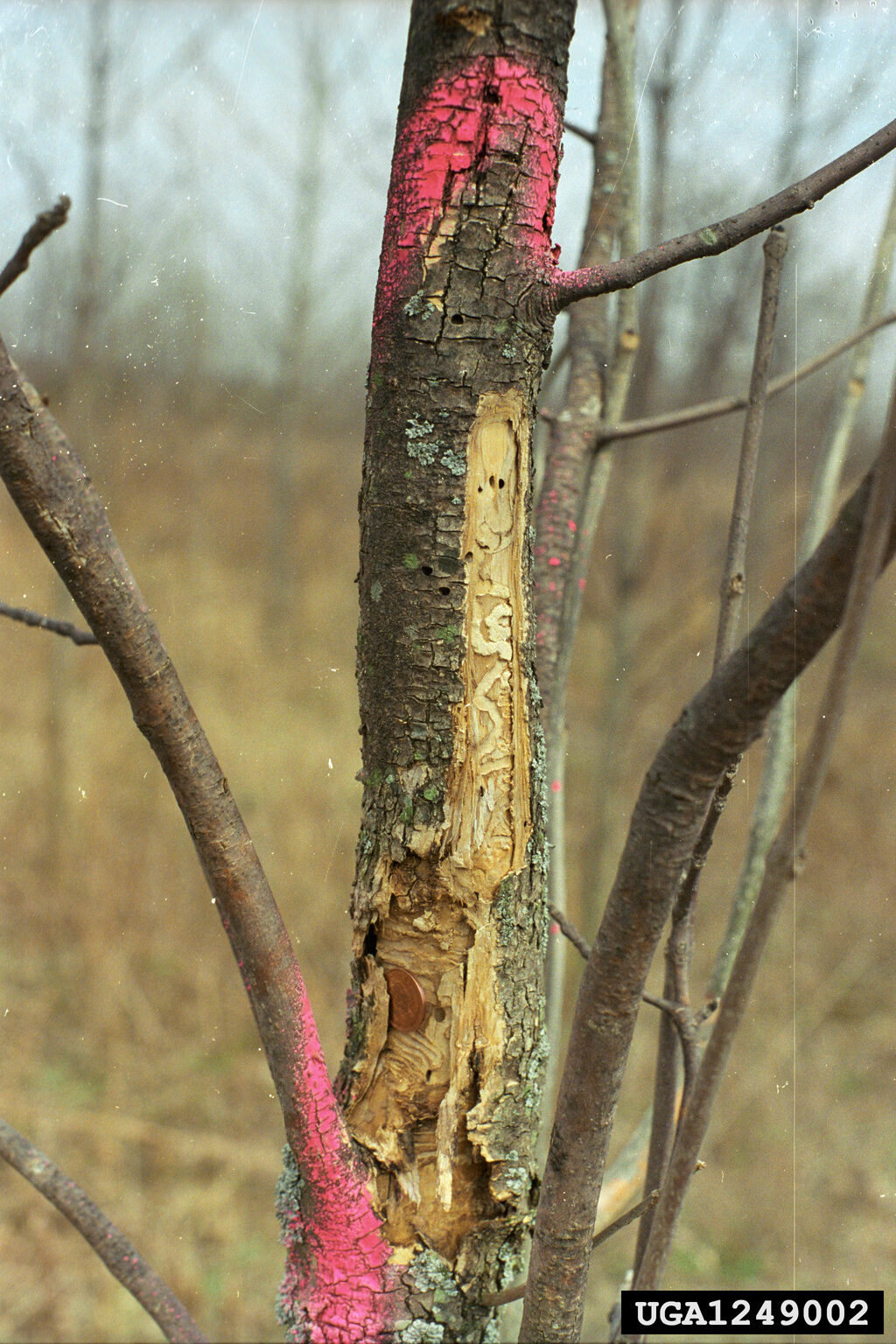 Bark peeled from a young ash trunk showing winding S-shaped emerald ash borer larval galleries, with a penny for scale