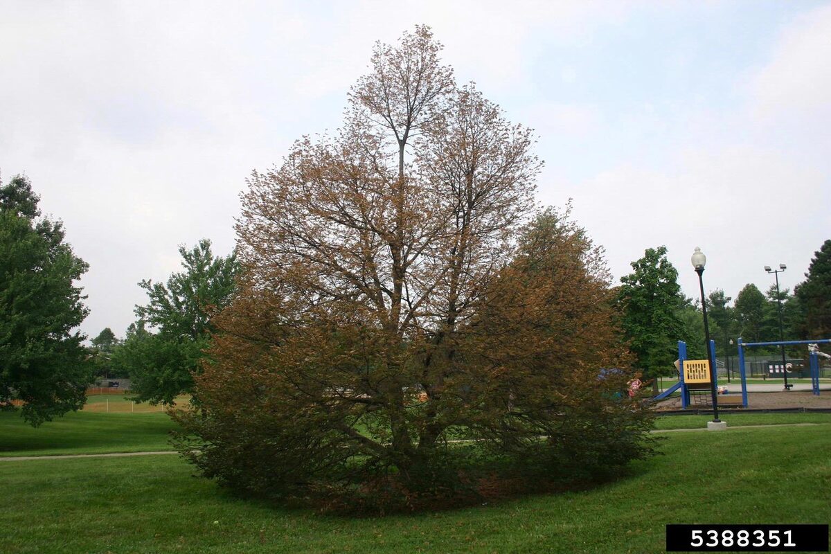 A linden tree in a park with its canopy turned brown from heavy Japanese beetle feeding