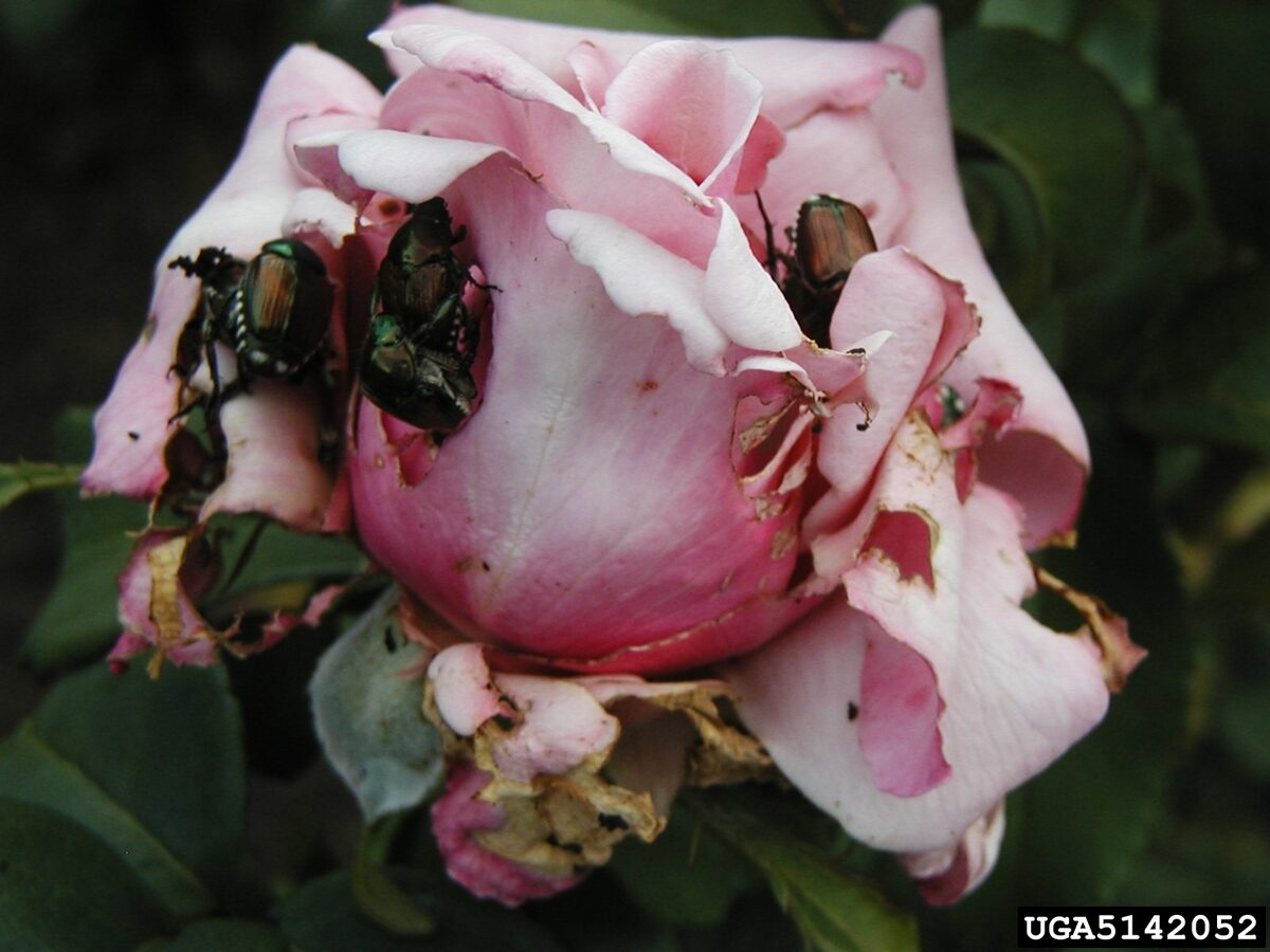 Several Japanese beetles clustered on a pink rose bloom, chewing ragged holes in the petals