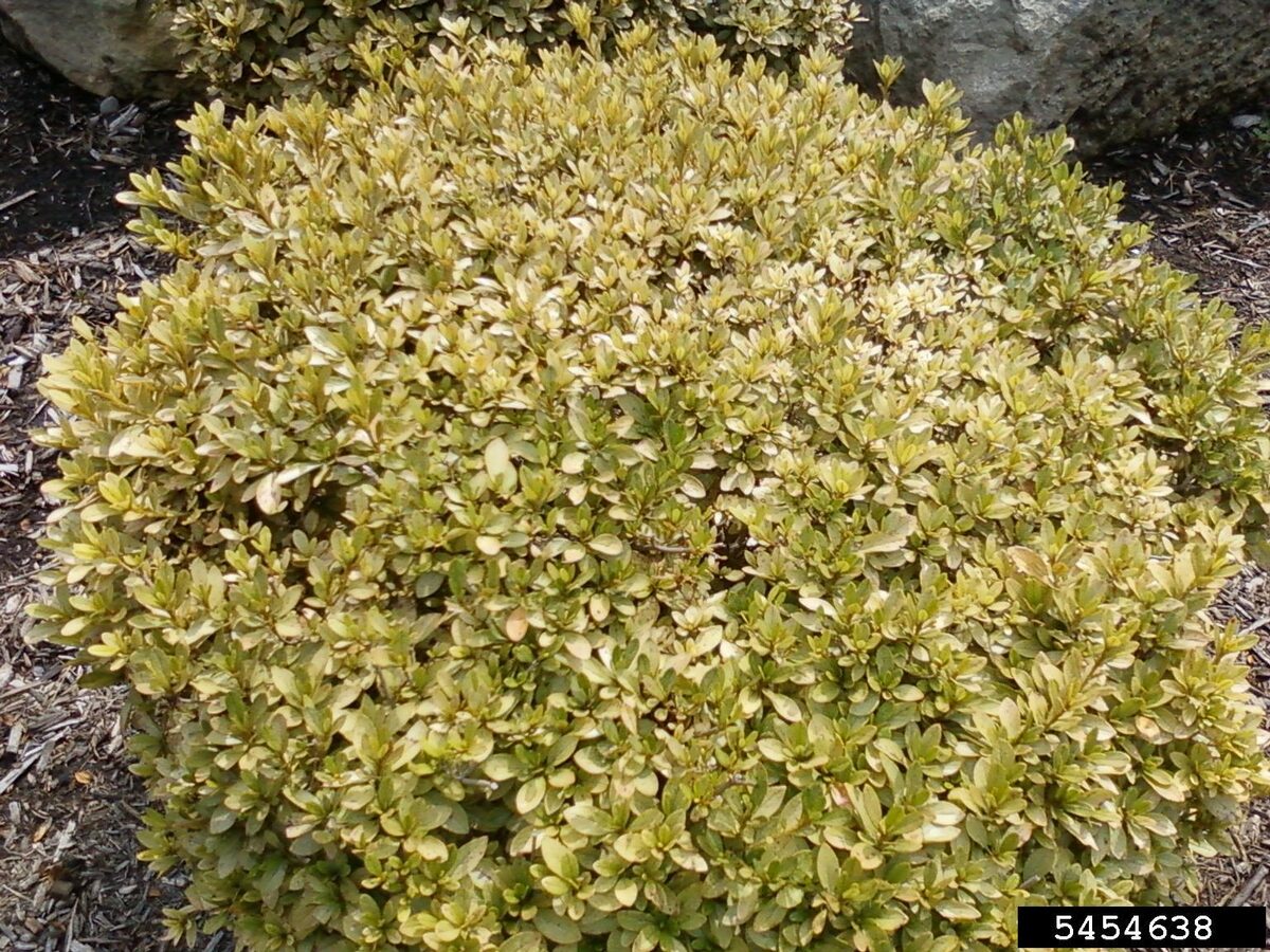 An azalea in a landscape bed with foliage bleached to pale yellow-green by lace bug feeding