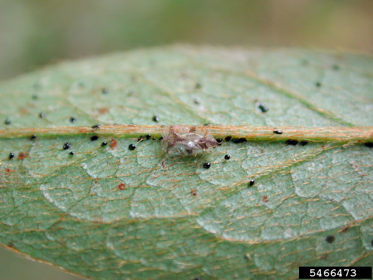 The underside of an azalea leaf with an adult lace bug and scattered shiny black frass spots