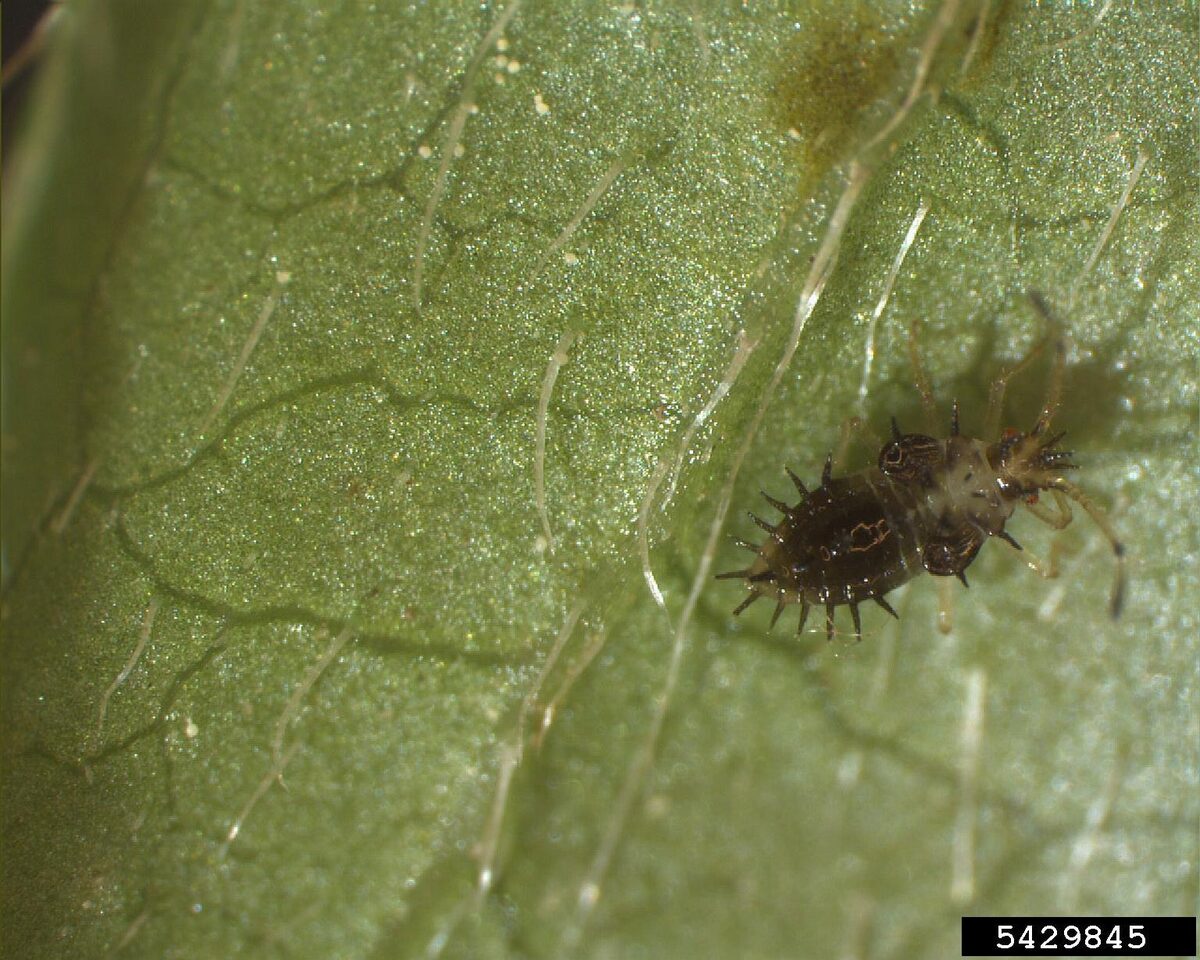 A dark spiny azalea lace bug nymph on the underside of a leaf
