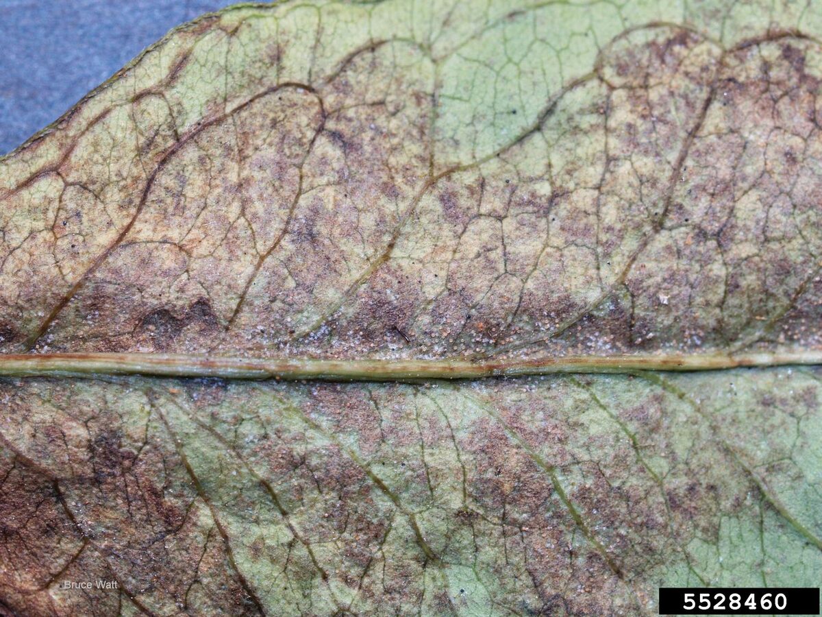 The underside of a leaf bronzed by heavy spider mite feeding, with fine dusty speckling along the midrib