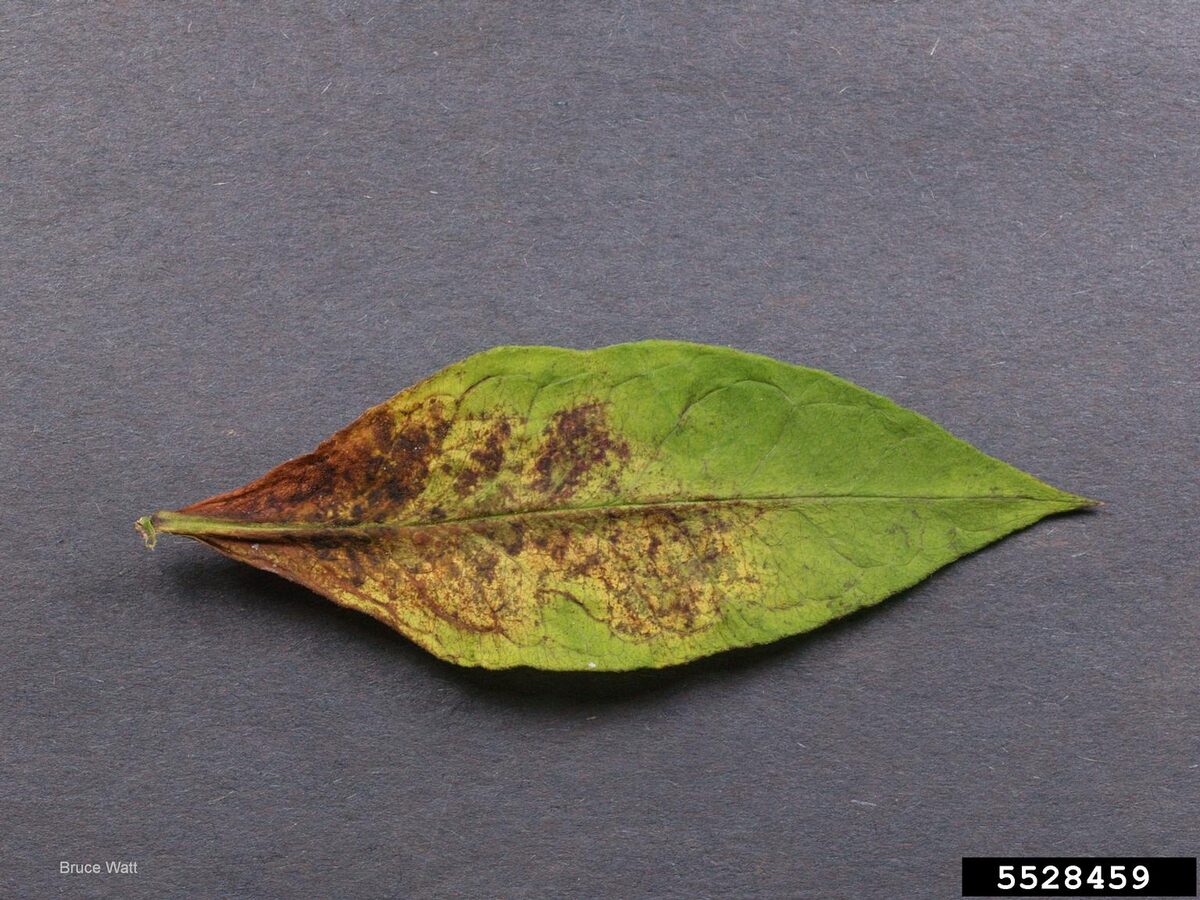 The upper surface of a leaf showing fine pale stippling and bronzing from spider mite feeding