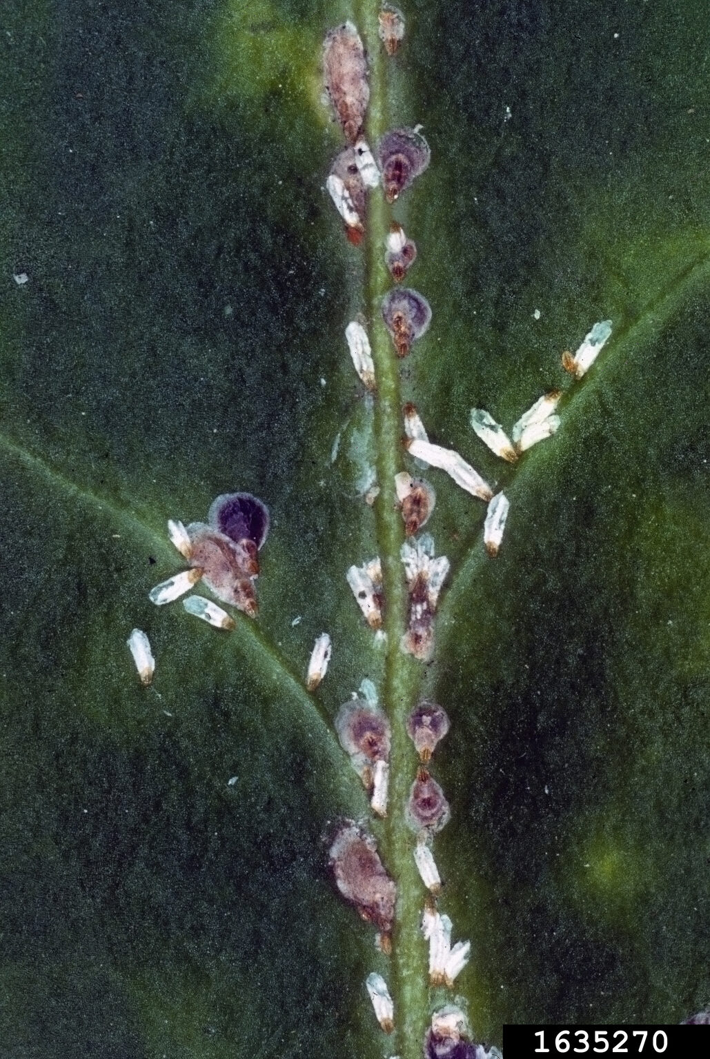 Euonymus scale on a leaf, showing narrow white male covers and wider brown female covers clustered along the midrib