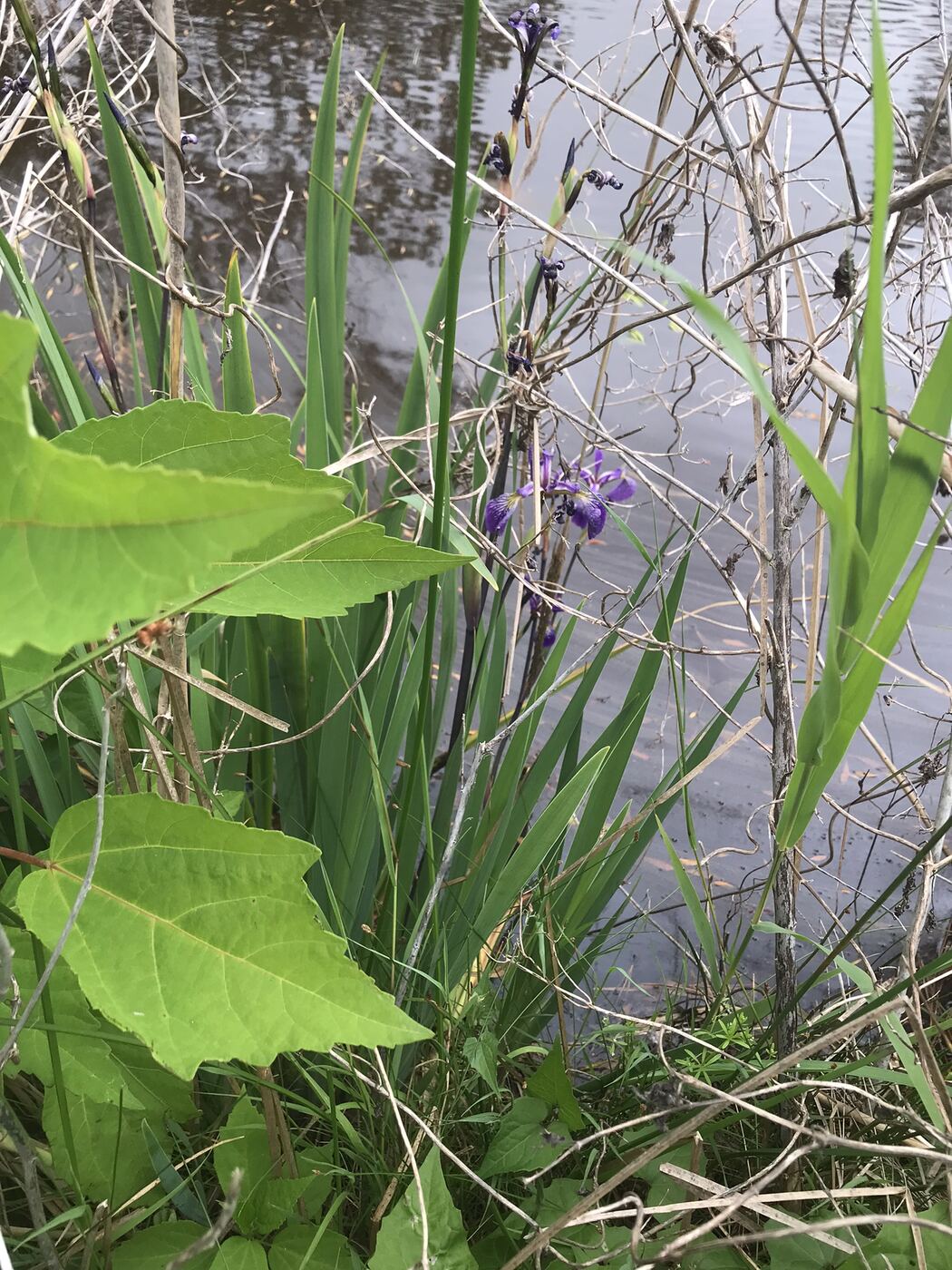 Blue flag iris blooming at the edge of the water among other marsh plants
