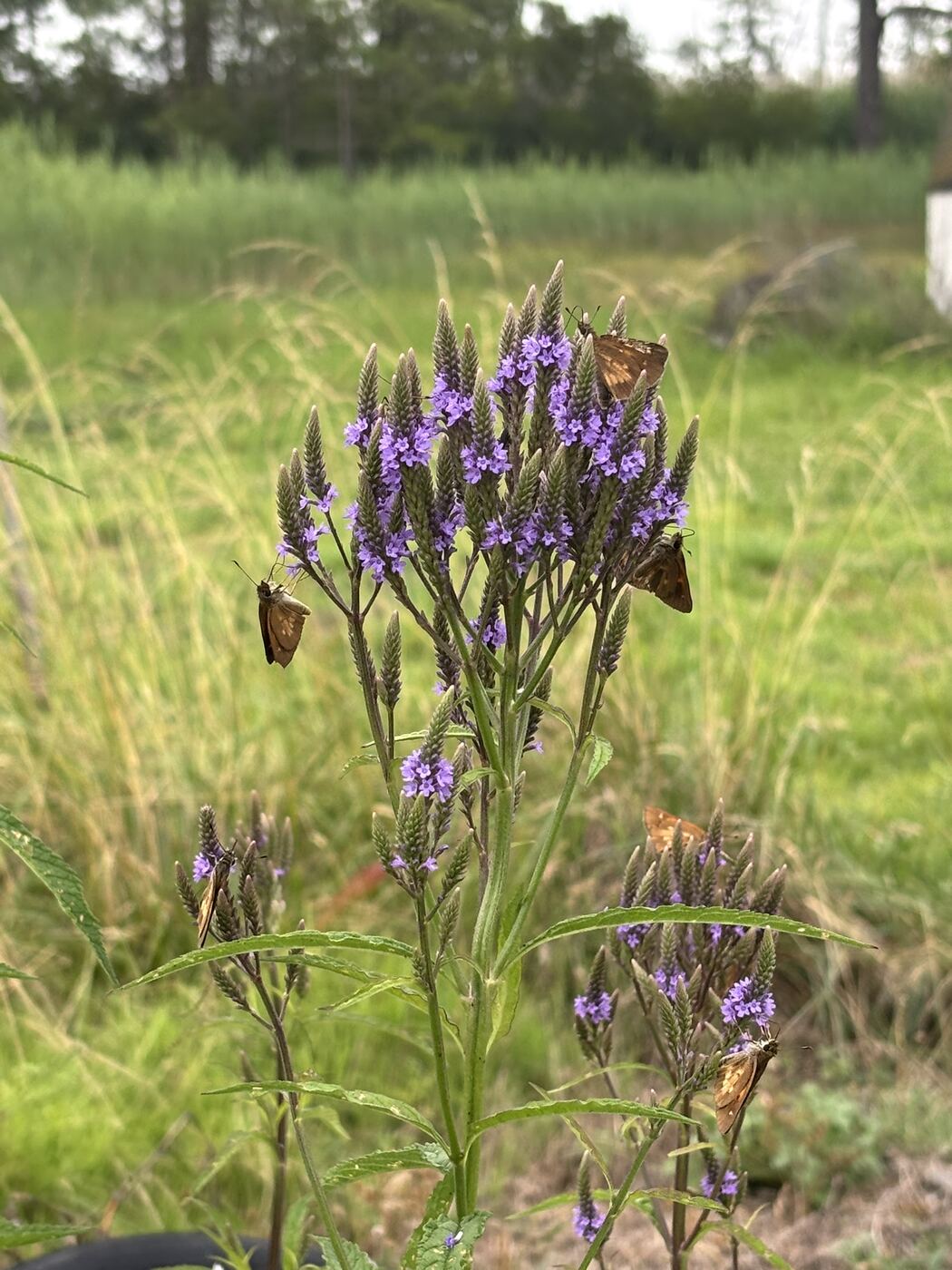 Purple blue vervain flower spikes with small skipper butterflies feeding