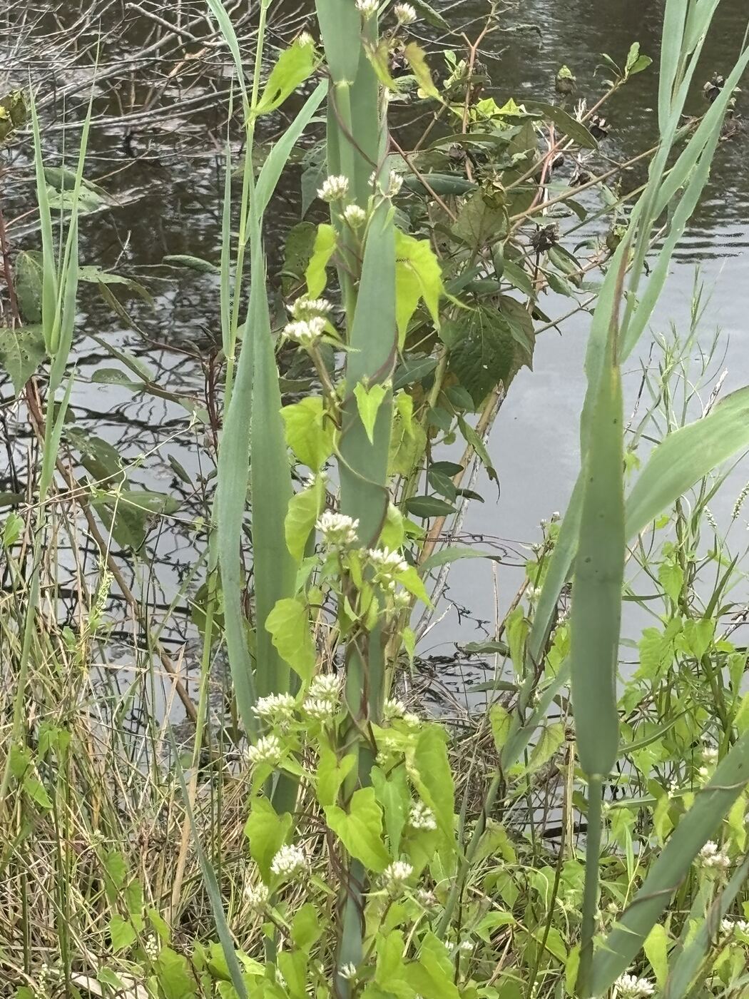 Climbing hempvine with white flower clusters growing up reed stems at the water's edge