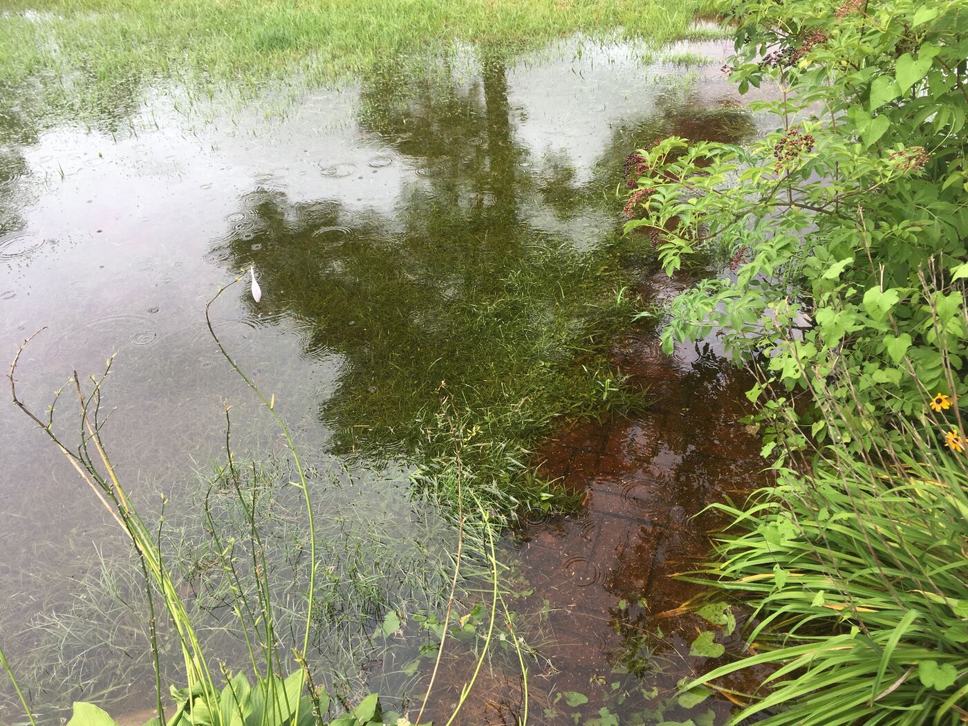 Flood water pushing into shrubs and lawn at the edge of a waterfront property