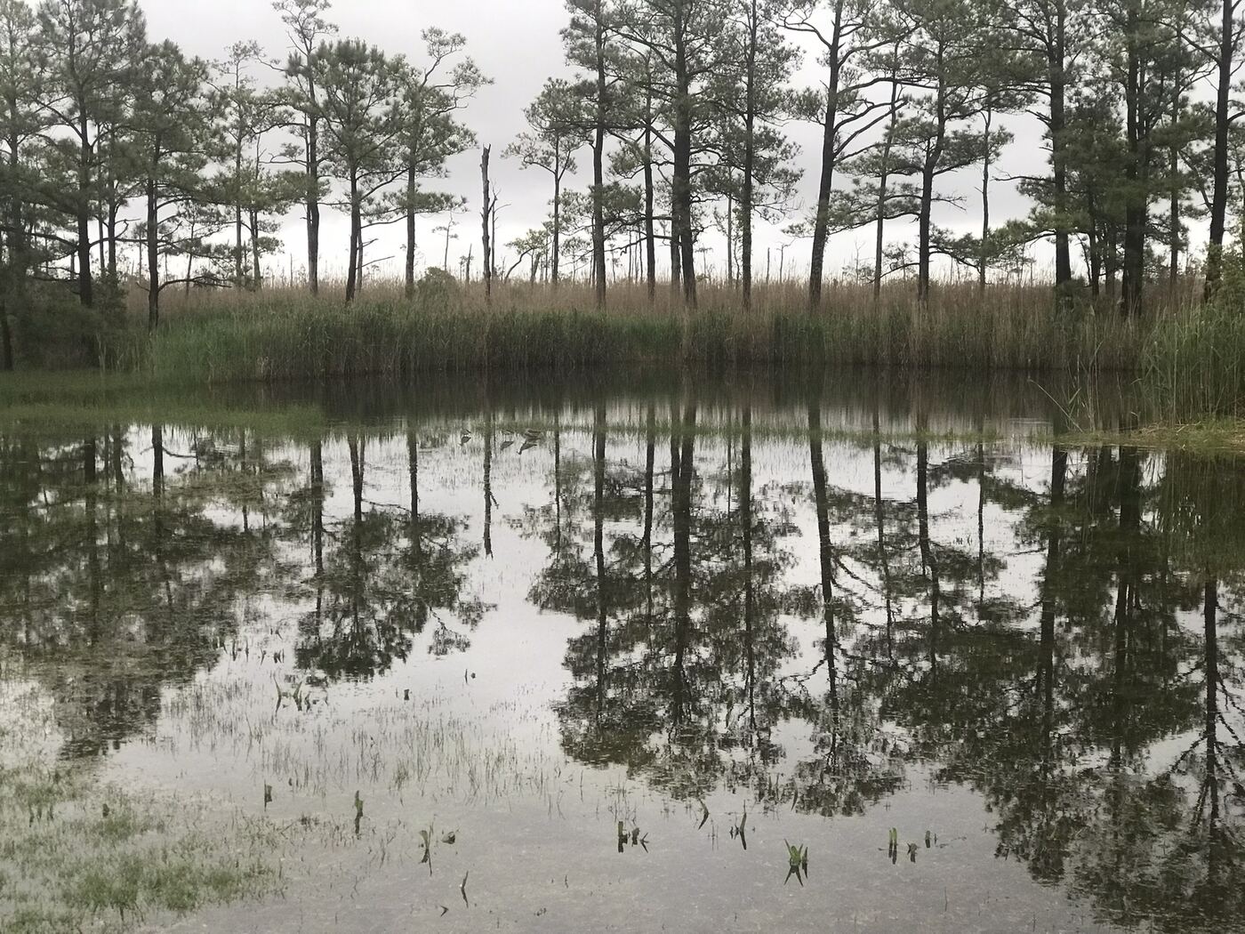 High water up past the grass edge of a pond lined with pines on the Eastern Shore of Maryland