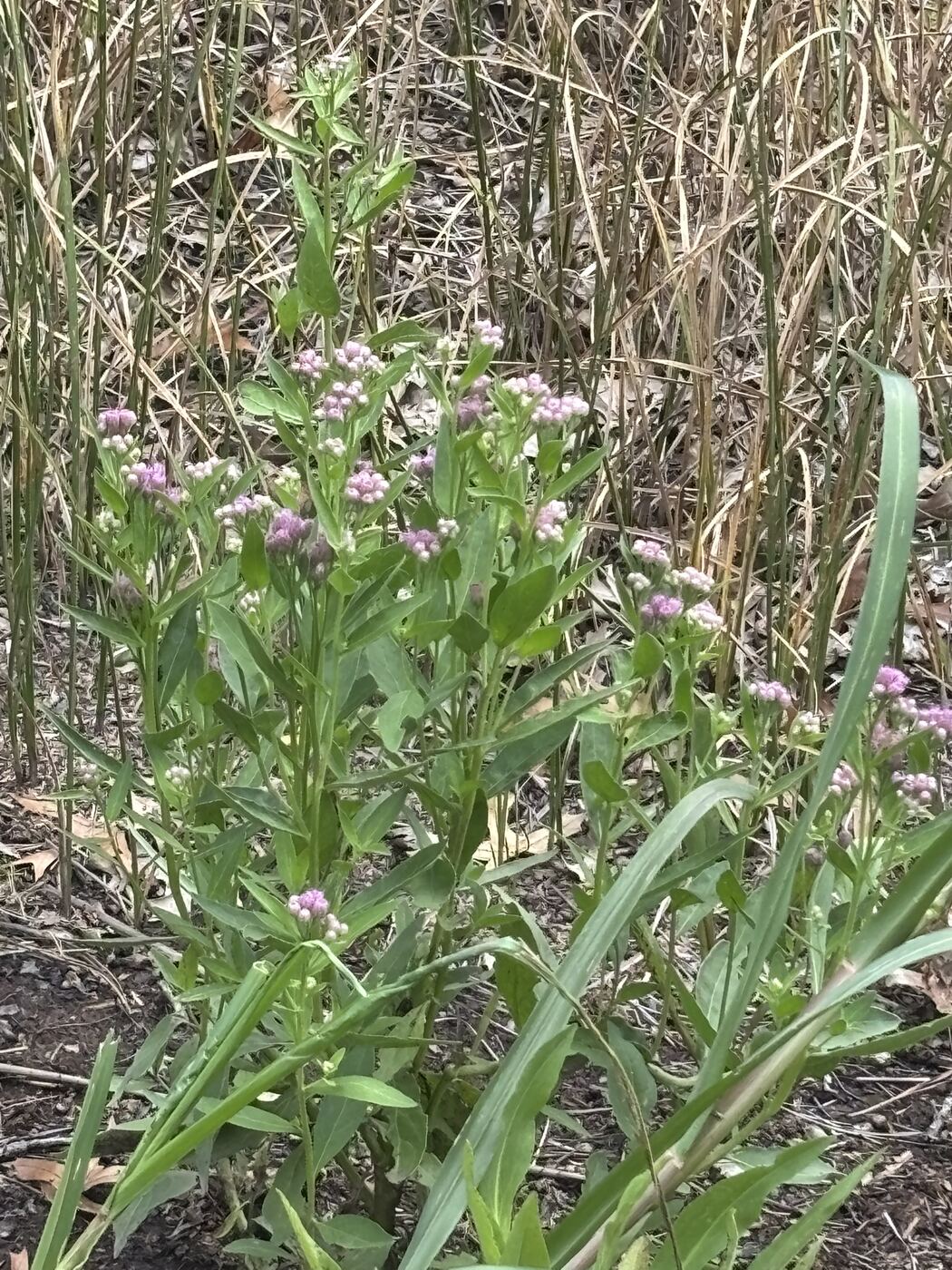 Pink native marsh flowers growing up through dead phragmites canes