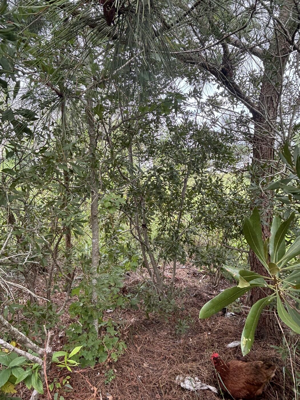 Pine woods with a dense shrub understory behind a waterfront on the Eastern Shore