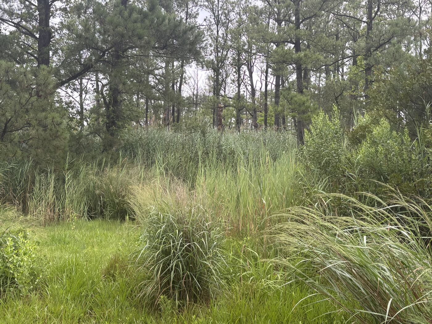 Native grass clumps and shrubs in front of a stand of phragmites at the edge of pine woods