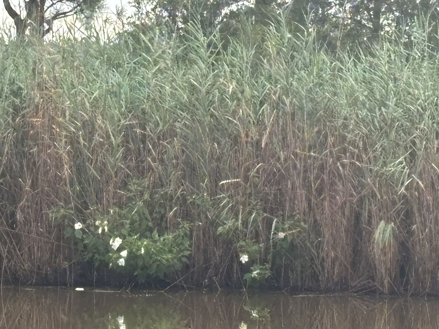 White rose mallow flowers blooming at the base of a phragmites stand on a tidal pond