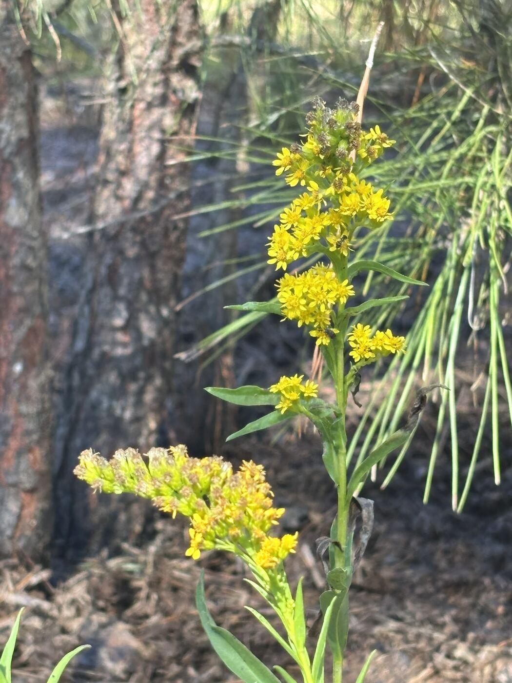 Yellow seaside goldenrod blooming under a pine