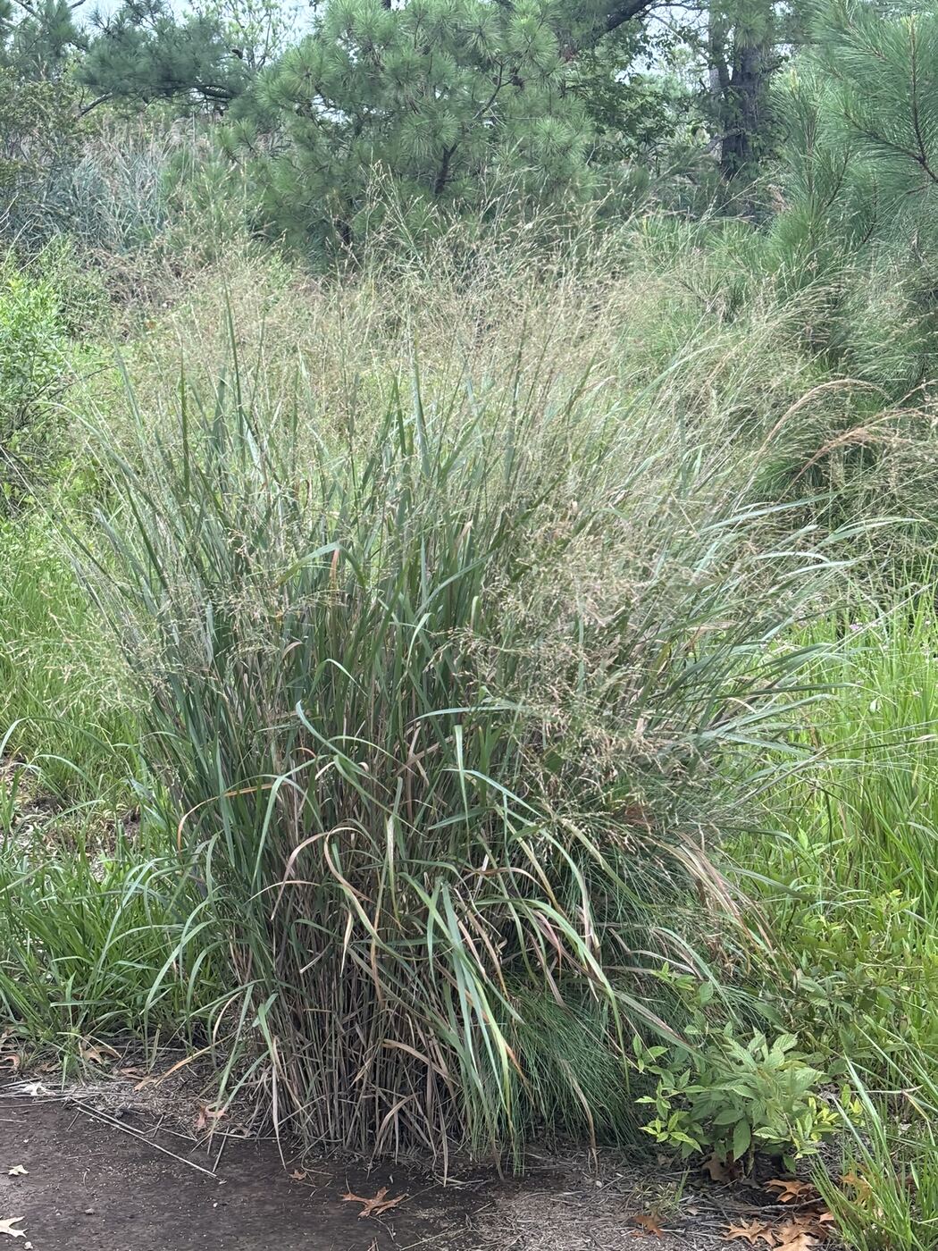 A large clump of native switchgrass at the edge of a mowed path