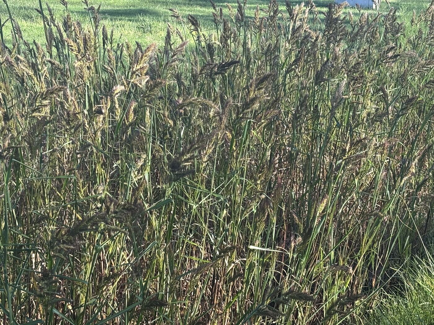Dense stand of tall reed-like grass with seed heads along a ditch bank beside a mowed field