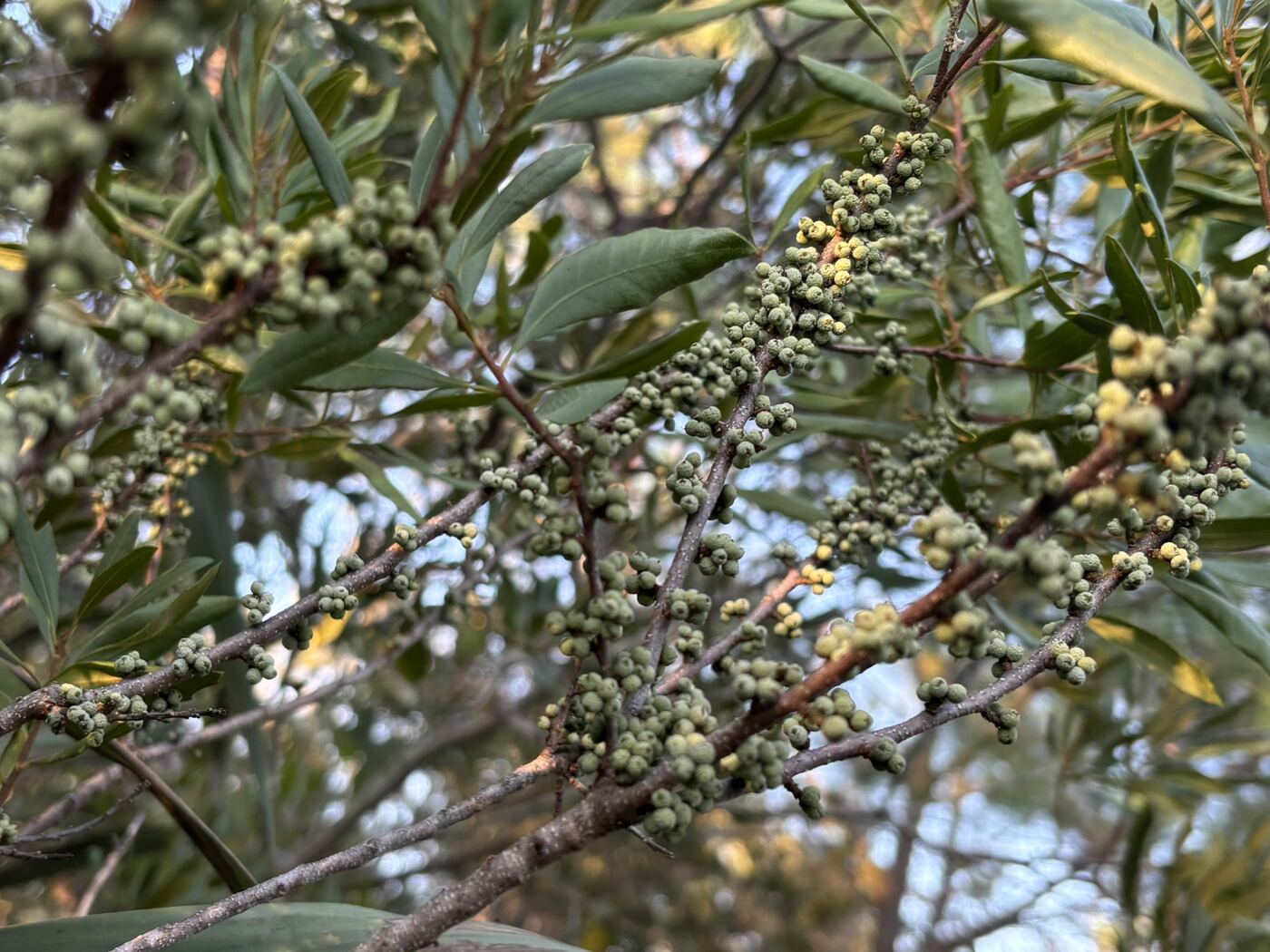Wax myrtle branches covered in small grey berries