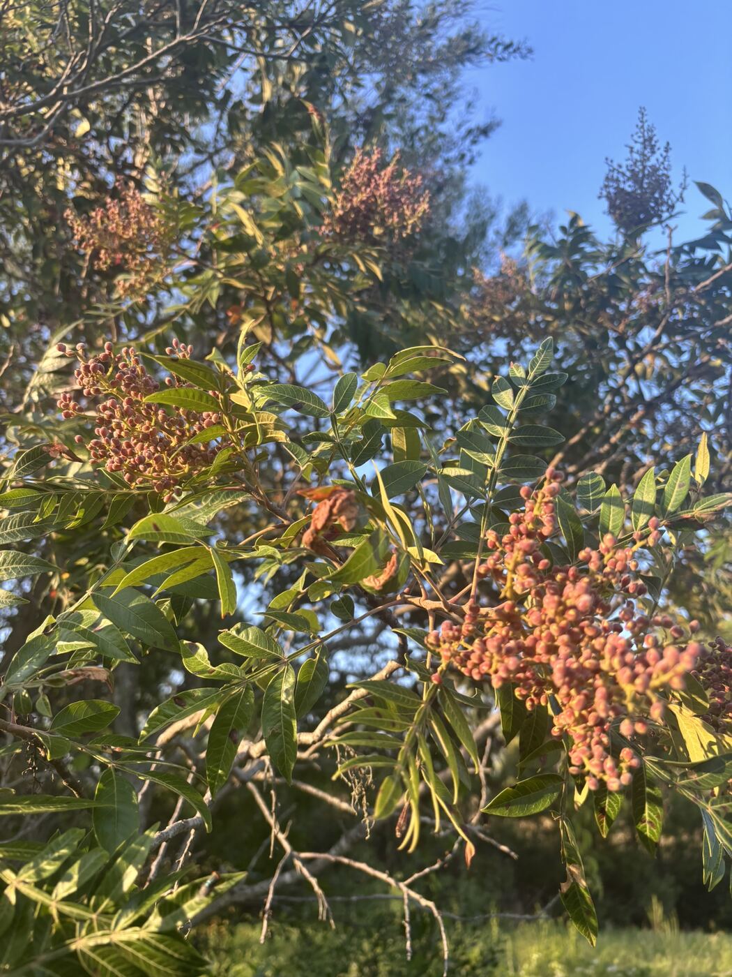 Winged sumac with clusters of red fruit against a blue sky