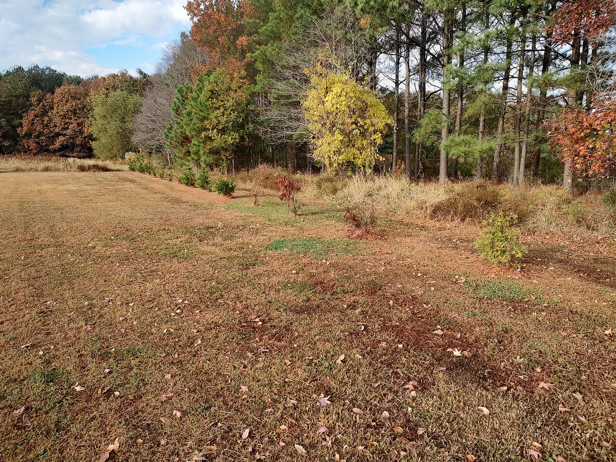 Native buffer planting filling in between a mowed field and the tree line
