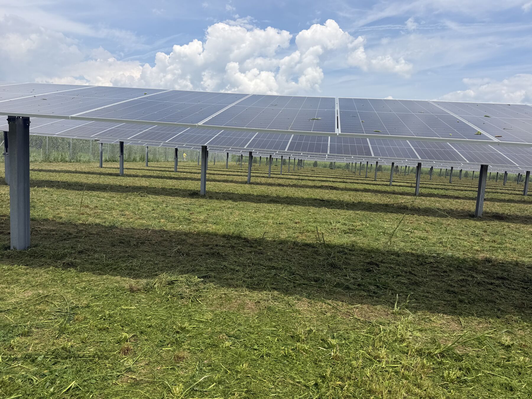 Freshly mowed rows beneath a solar array on the Eastern Shore