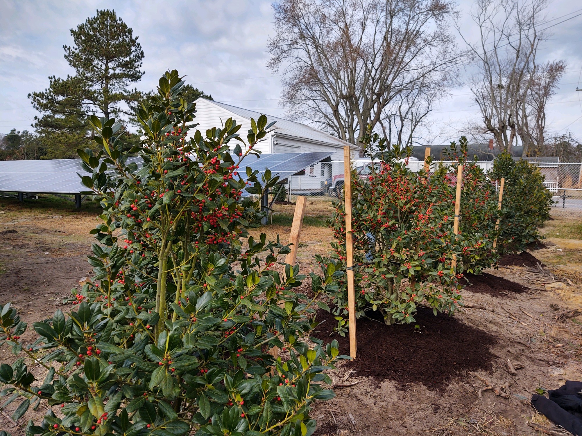 Screening buffer planted along a solar site fence line
