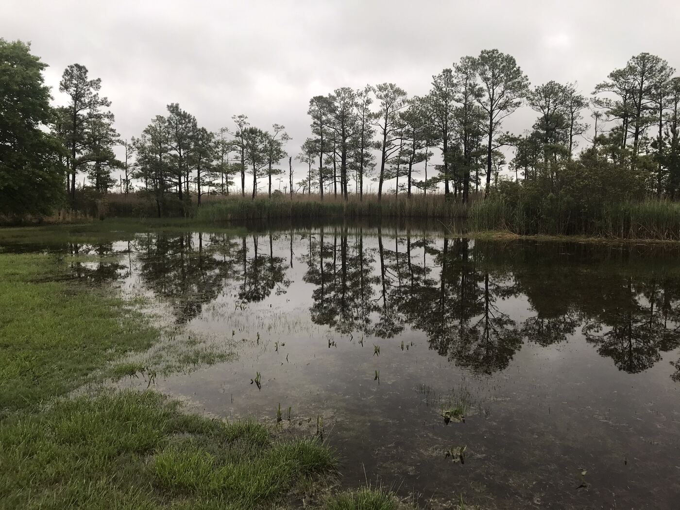 Standing flood water across a lawn and into pine woods and marsh on the Eastern Shore