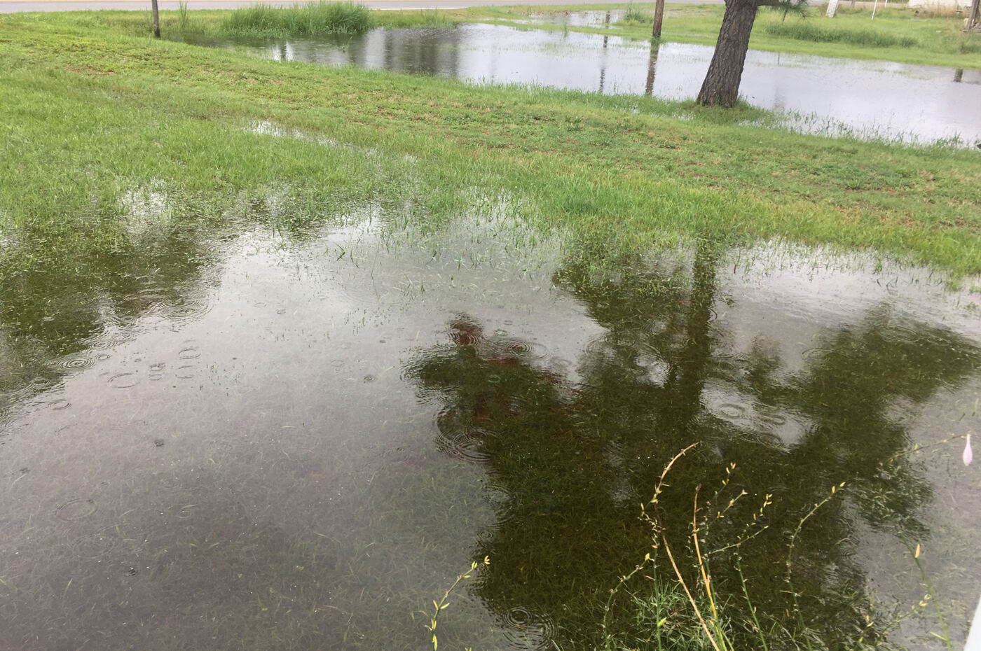 Flood water standing across a lawn with a tree reflected in it and more water beyond