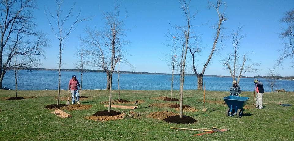 arbor-planting