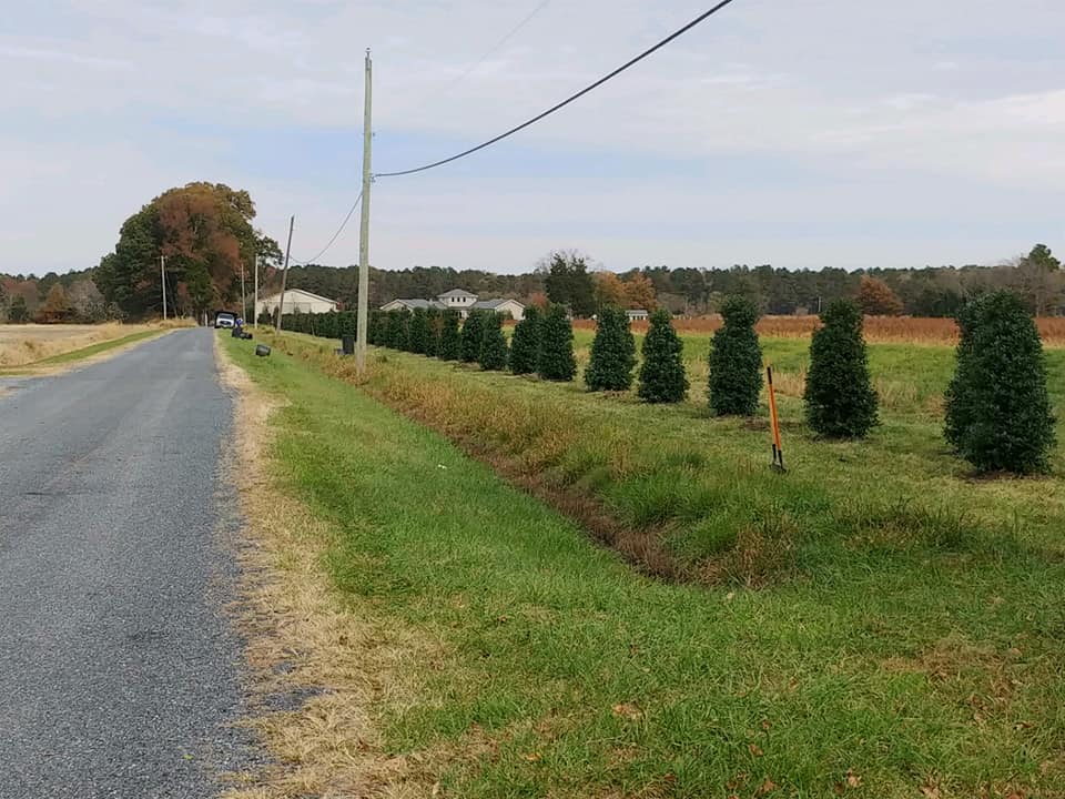 tree-fence