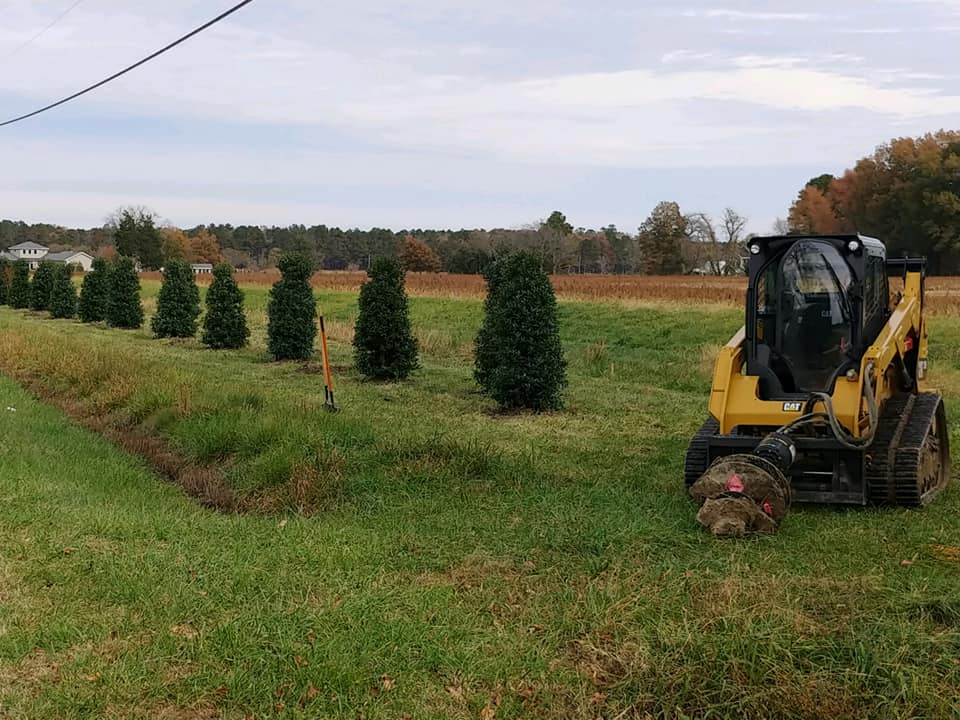 tree-installation Landscaping