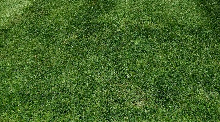 fertilization Full Service Lawn Care